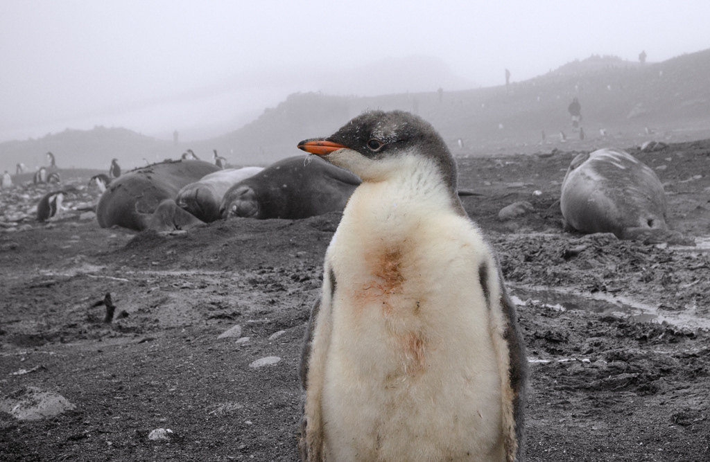 Gentoo among the Seals