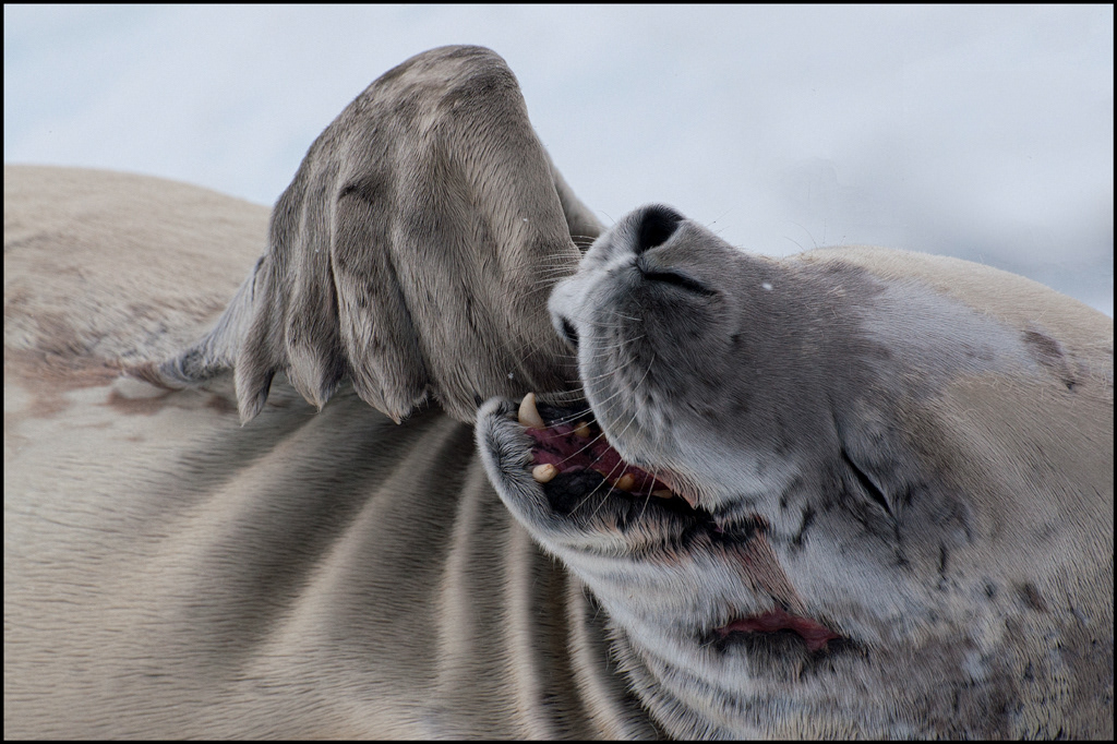 Crabeater Seal