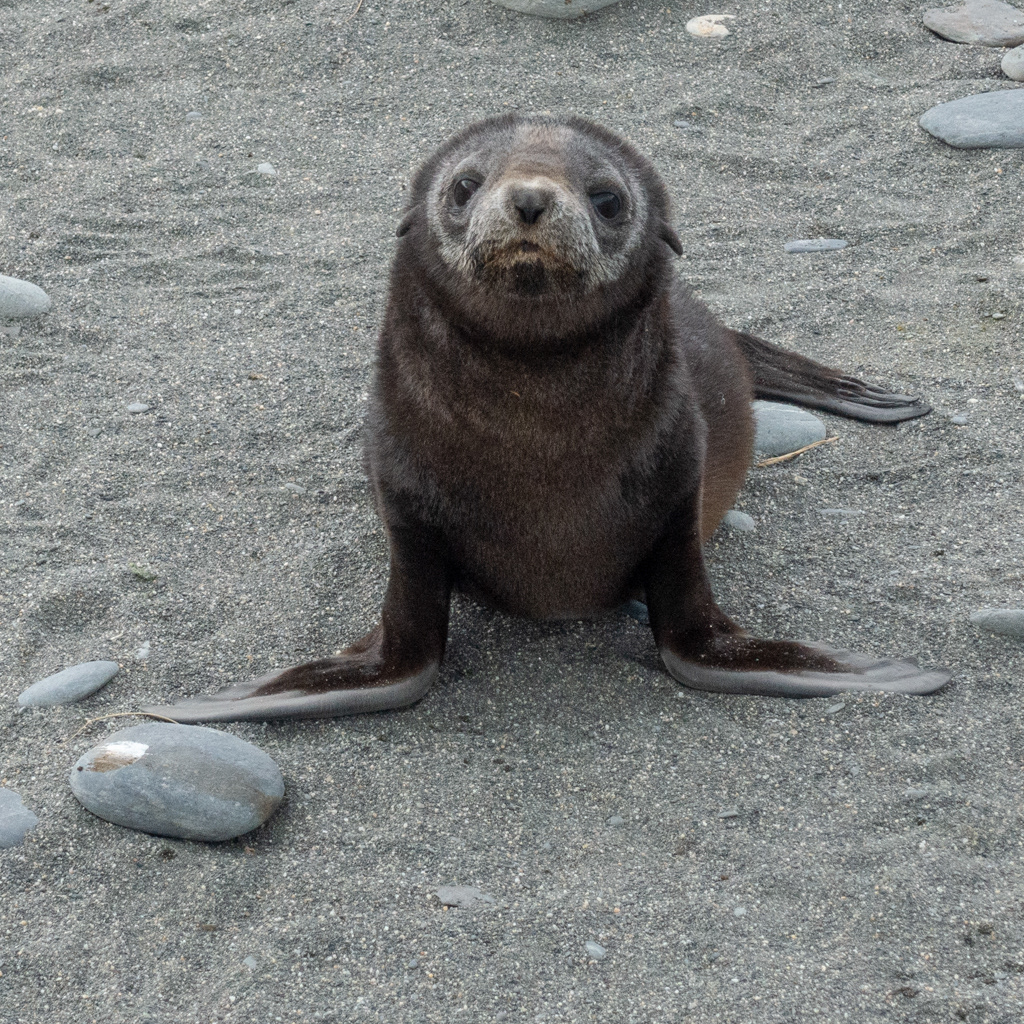 Gold Harbour Seal