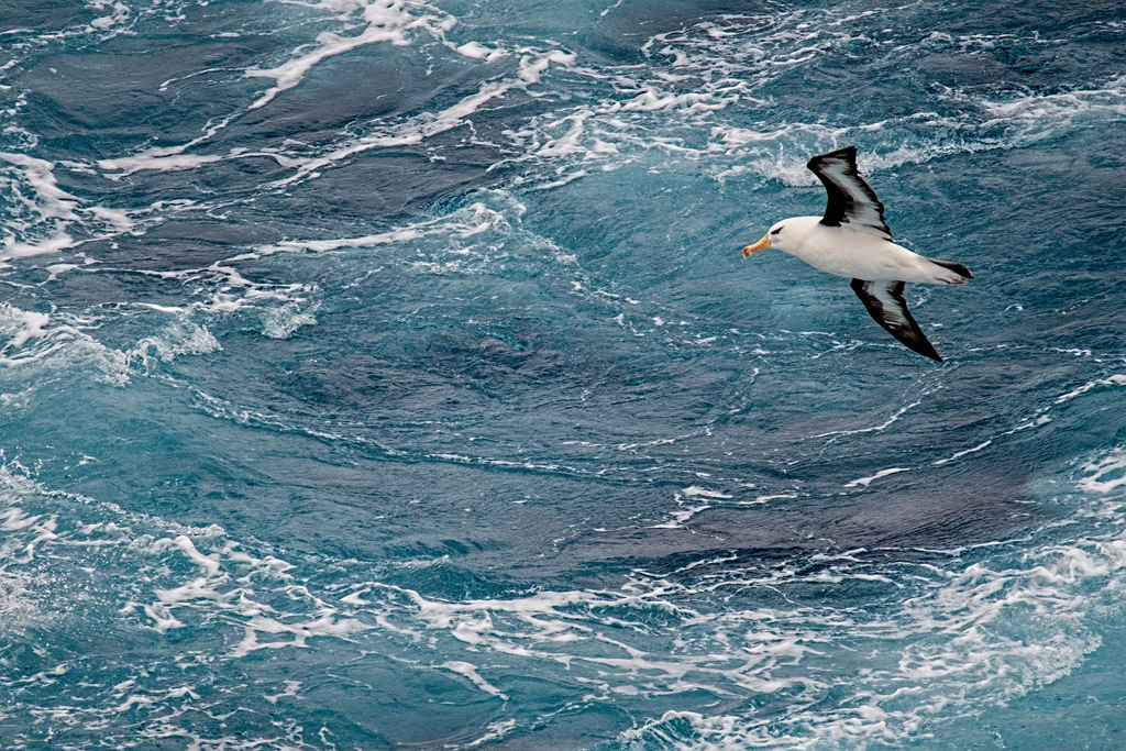 Black Browed Albatross