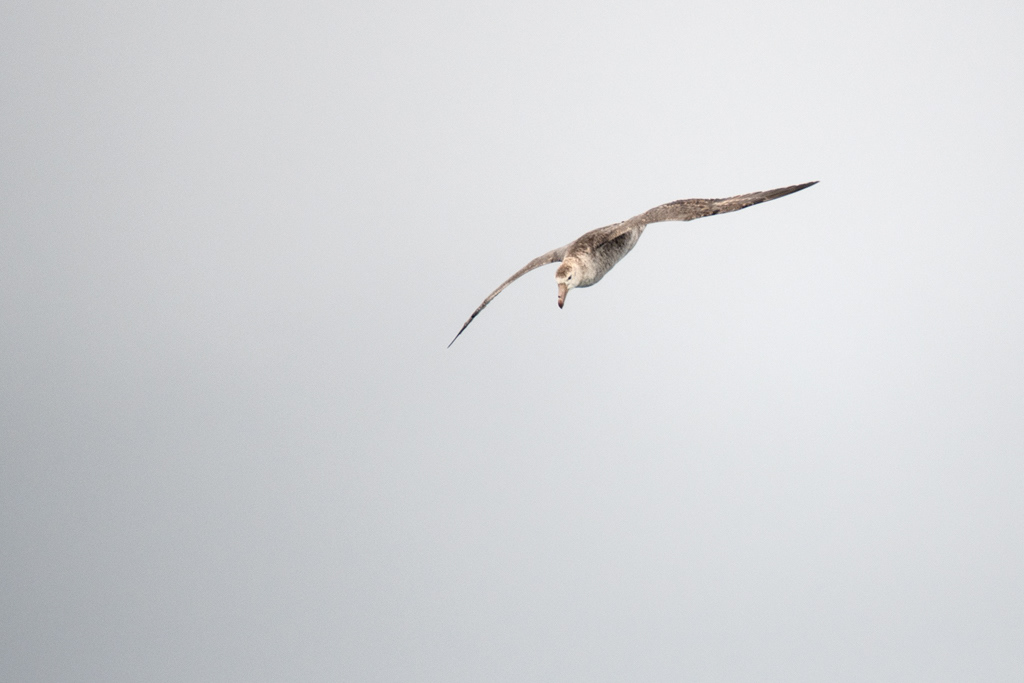 Black Browed Albatross