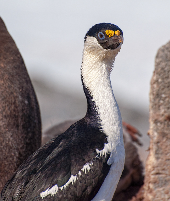 Antarctic Cormorant