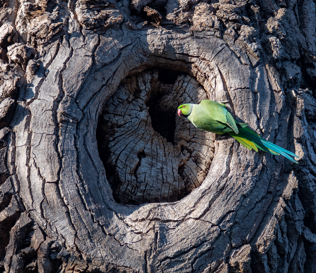 Parakeet