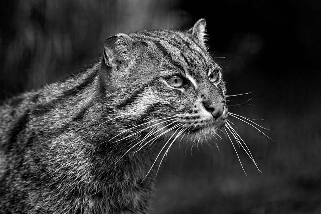 Fishing Cat