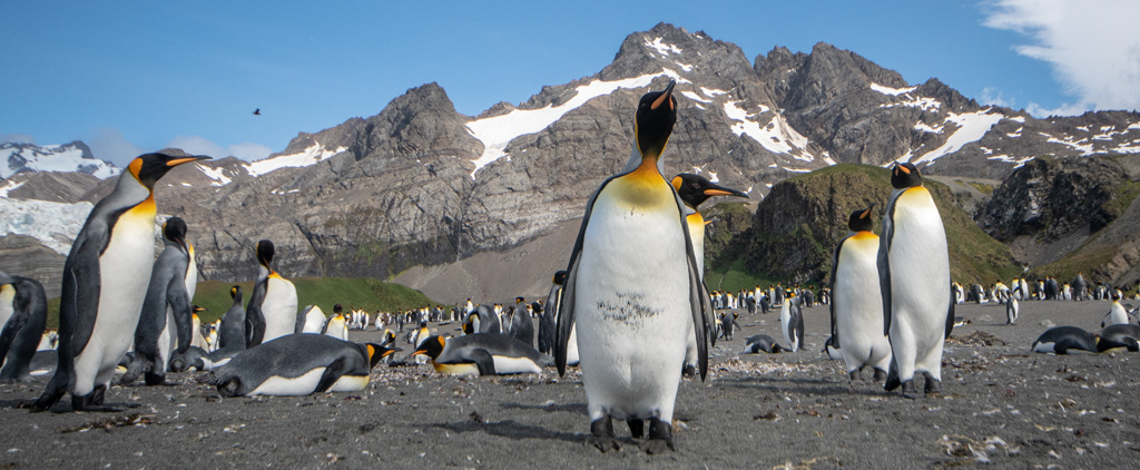 Gold Harbour King Penguins
