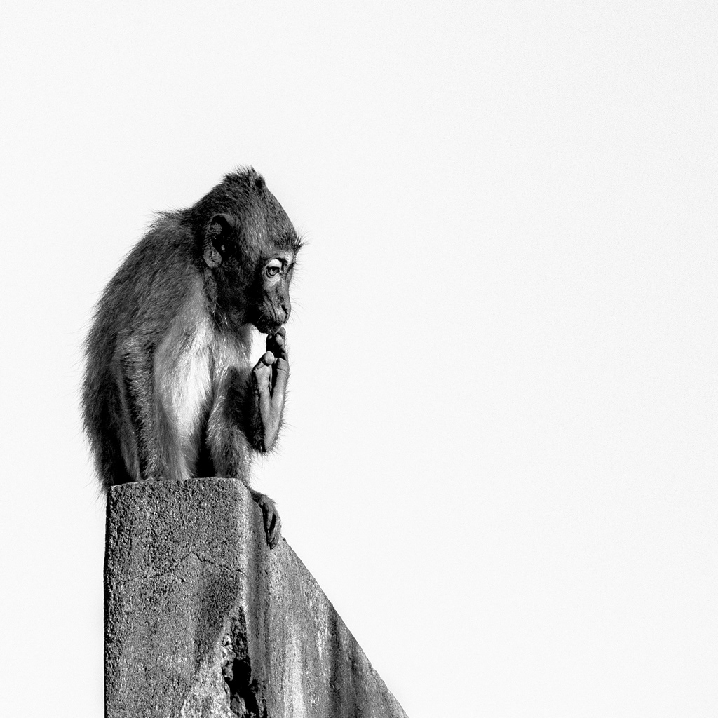 Temple Monkey, Cambodia