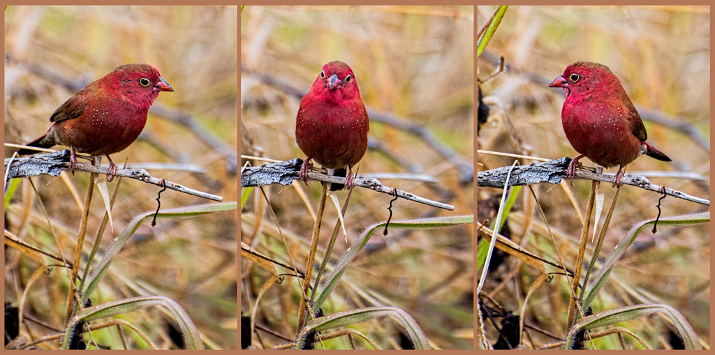 Firefinch