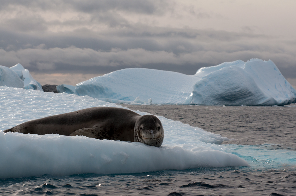 Leopard Seal
