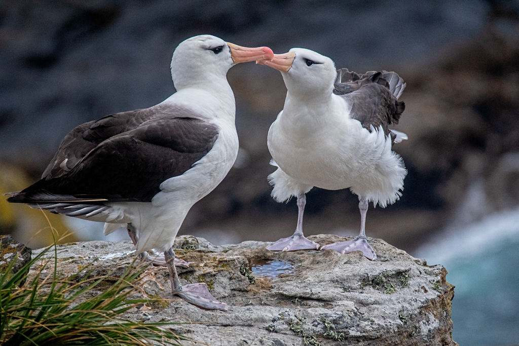 Falkland Islands - Black-Browned Albatross