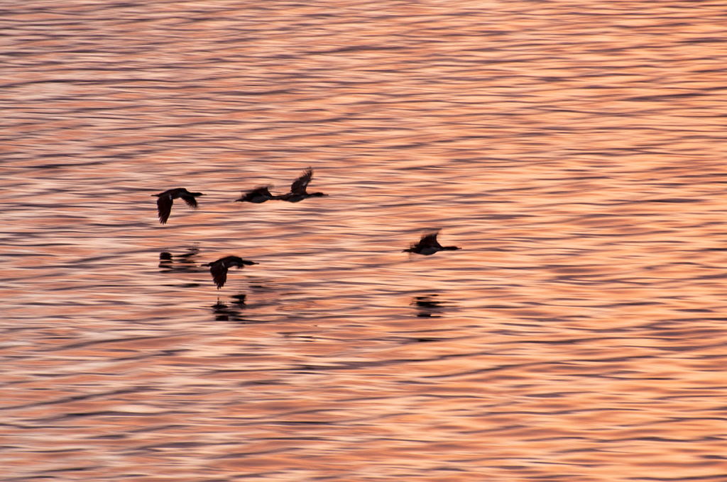 Antarctic Cormorants