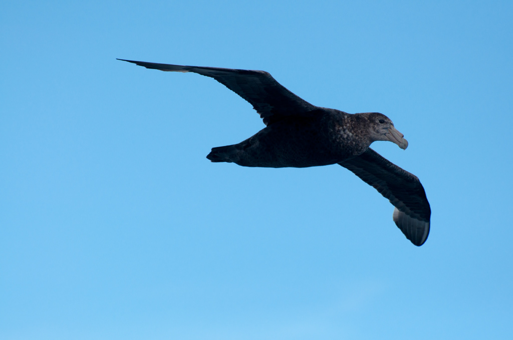 White Chinned Petrel