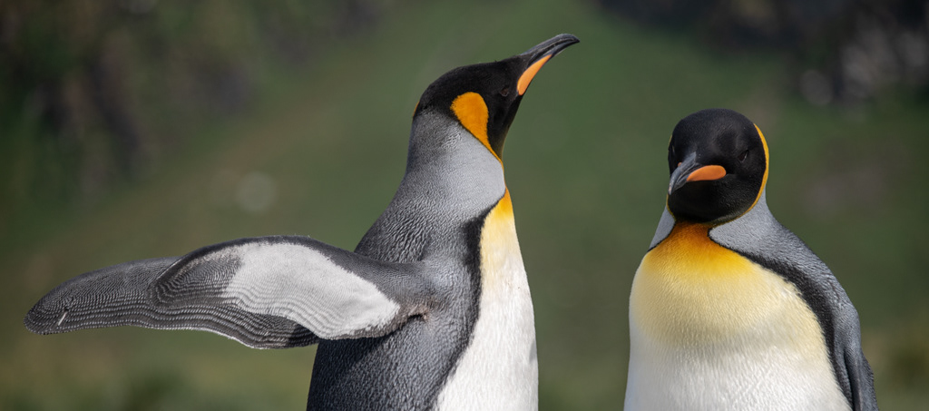 King Penguins