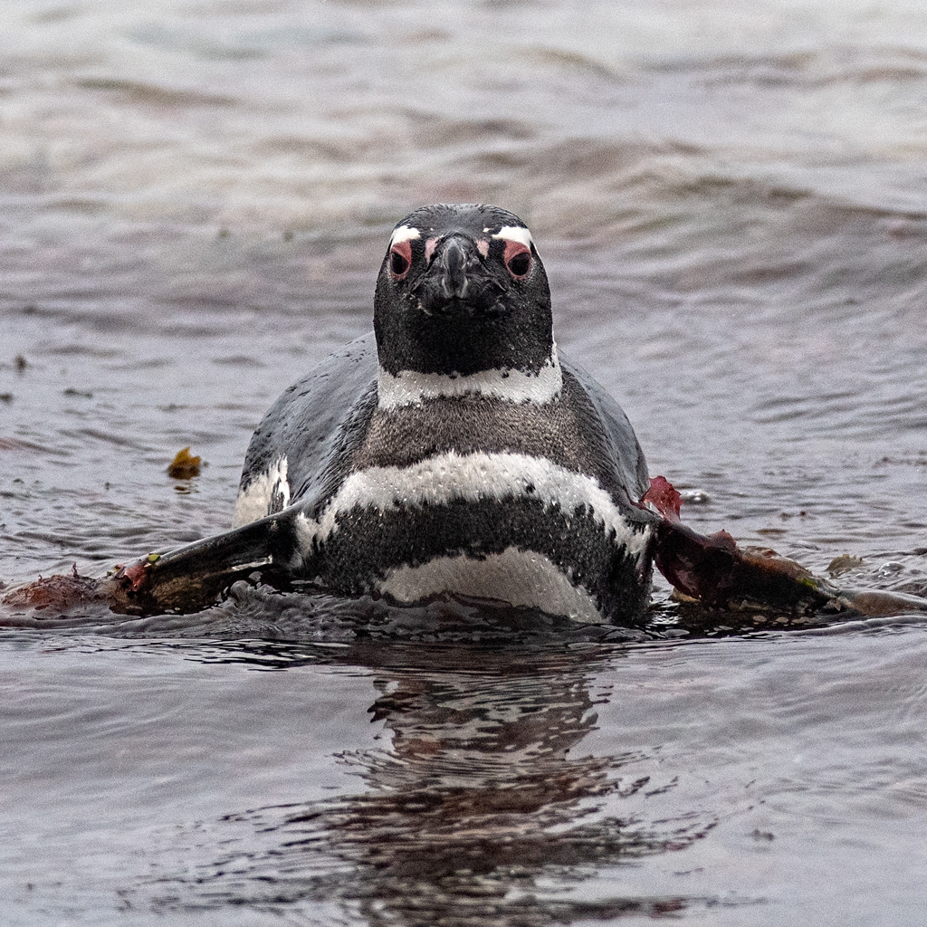 Falkland Islands - Magellanic Penguin