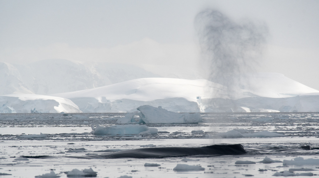 Humpback Whales Wilhemina Bay