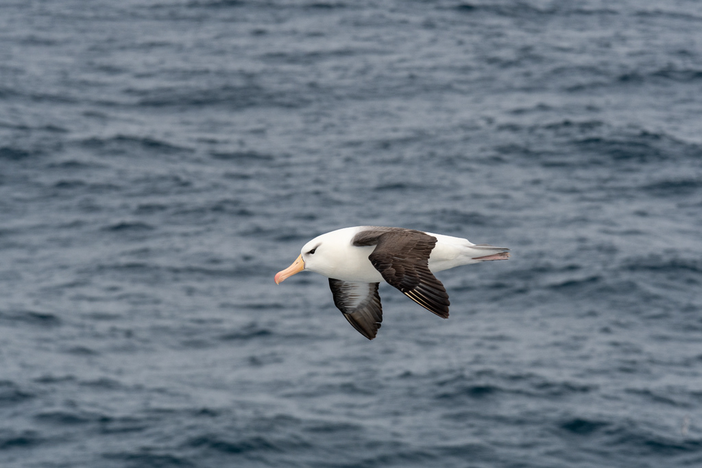 Black-Browed Albatross