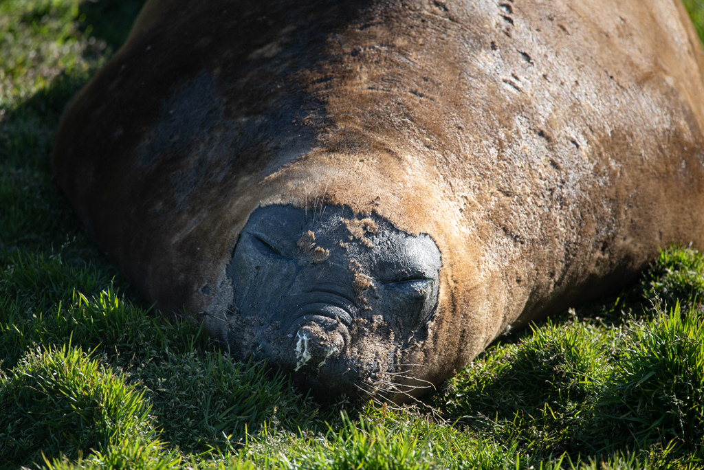 Elephant Seal