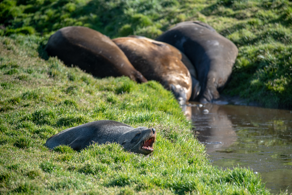 Elephant Seals
