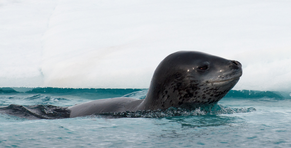 Leopard Seal
