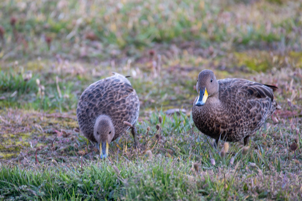 South Georgian Pin-Tailed Ducks