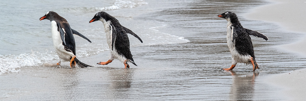 Falkland Islands - Gentoo Penguins