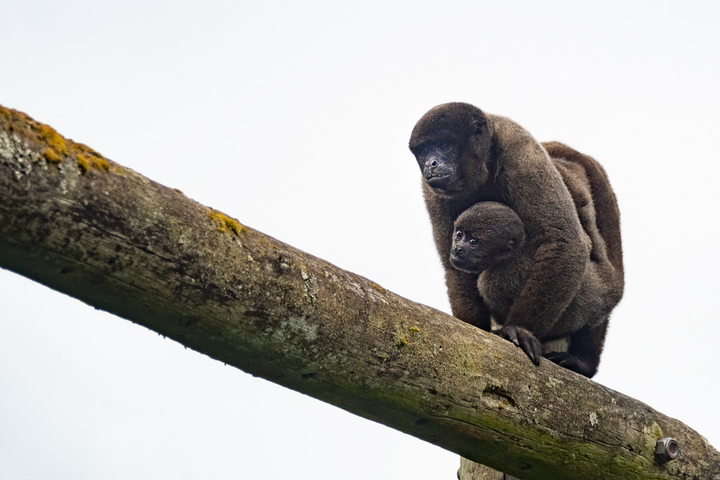 Woolly Monkey