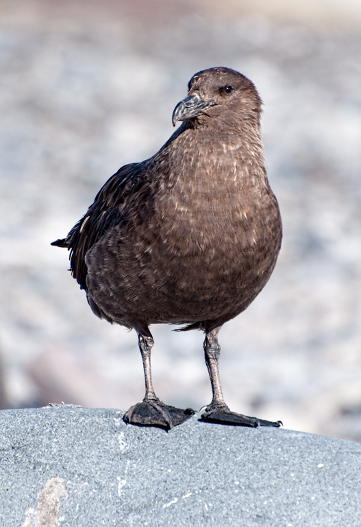 Skua