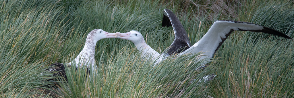 Wandering Albatross