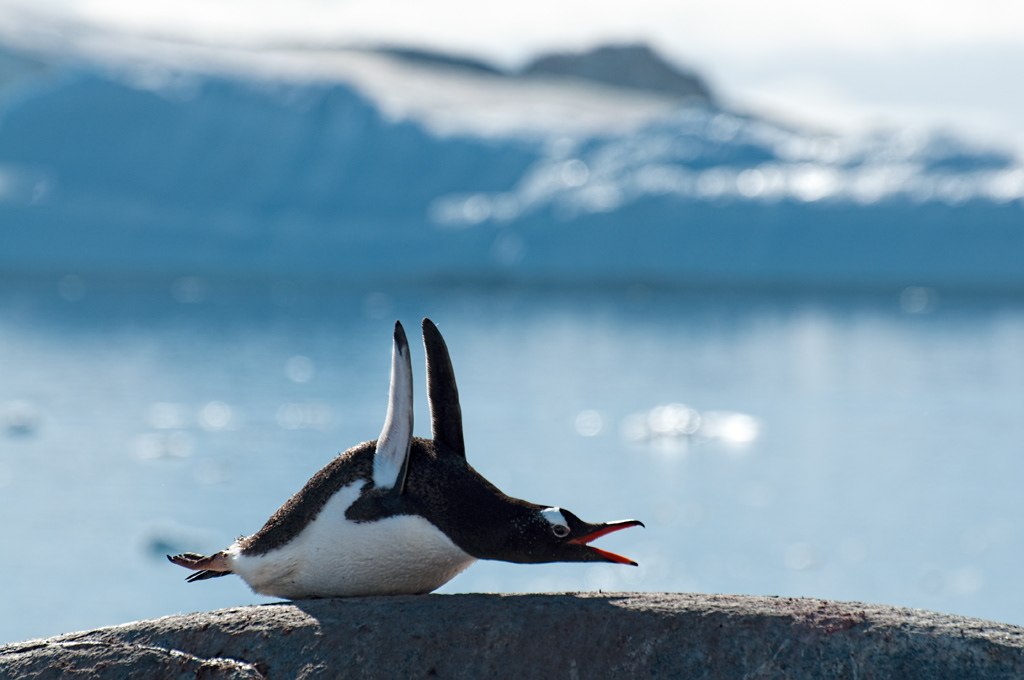 Gentoo Pilates