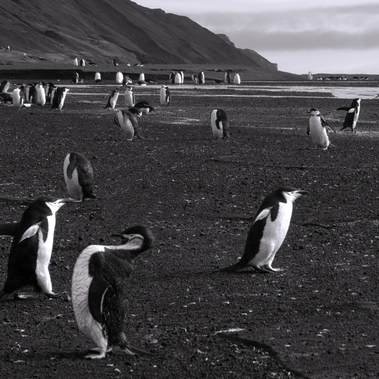 Baily Head Chinstraps