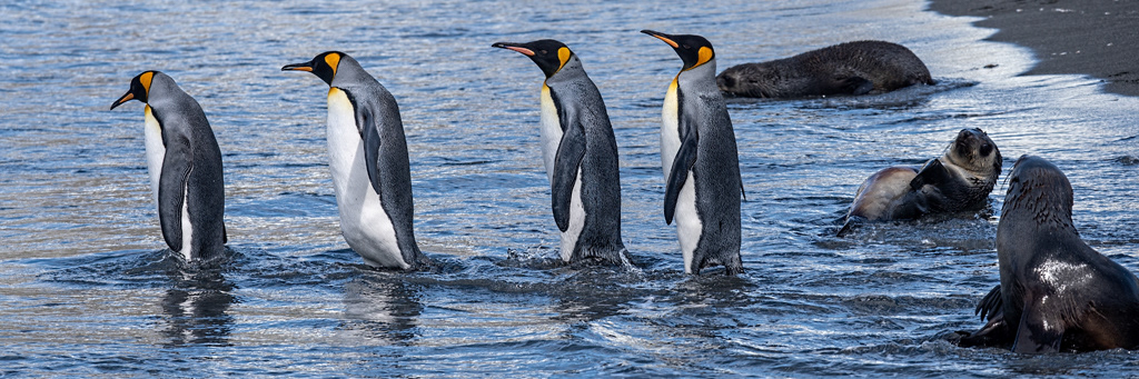 King Penguins marching past fur seals