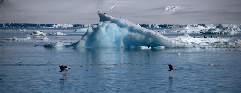 Cuverville Island Flying Cormorants