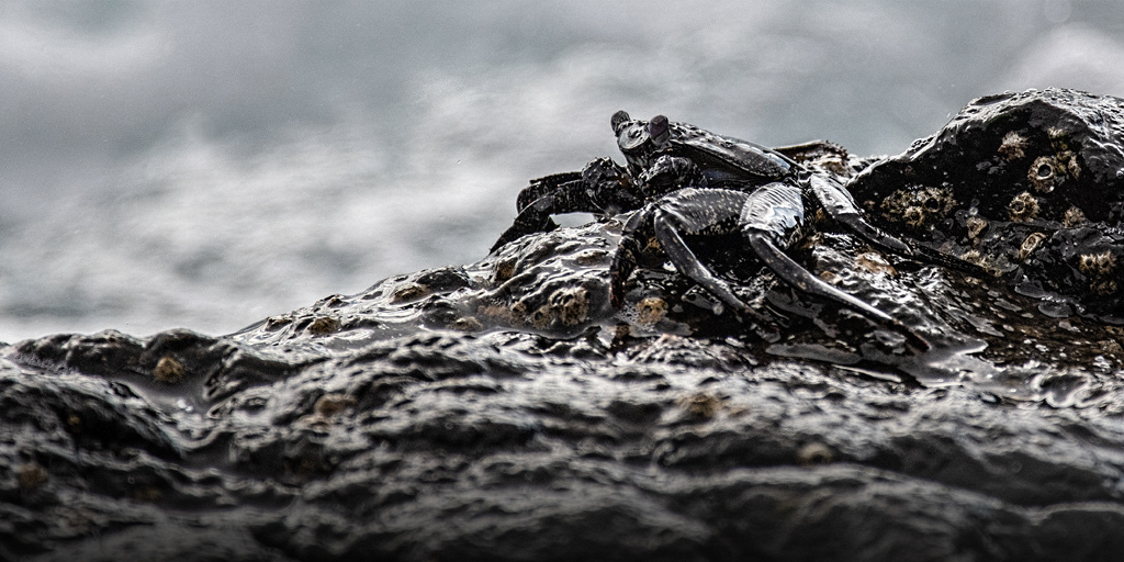 Crab