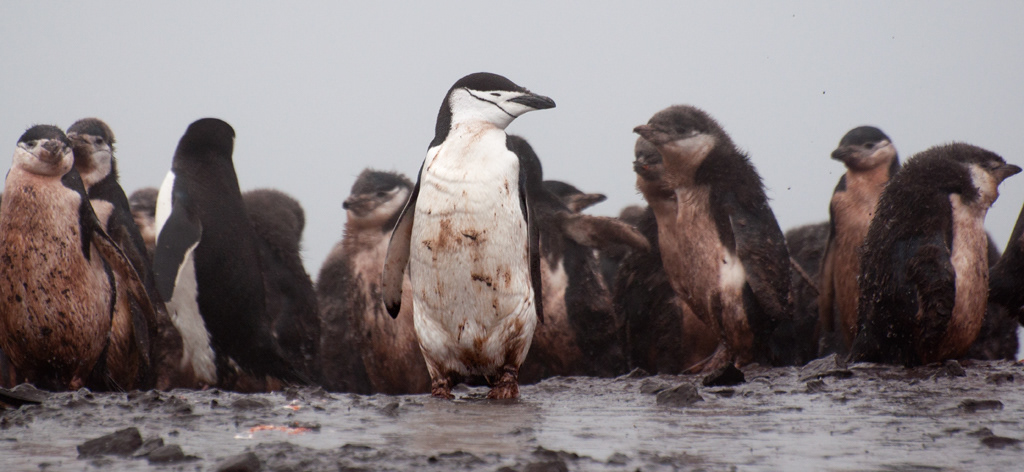 Chinstrass of the Somme 2
