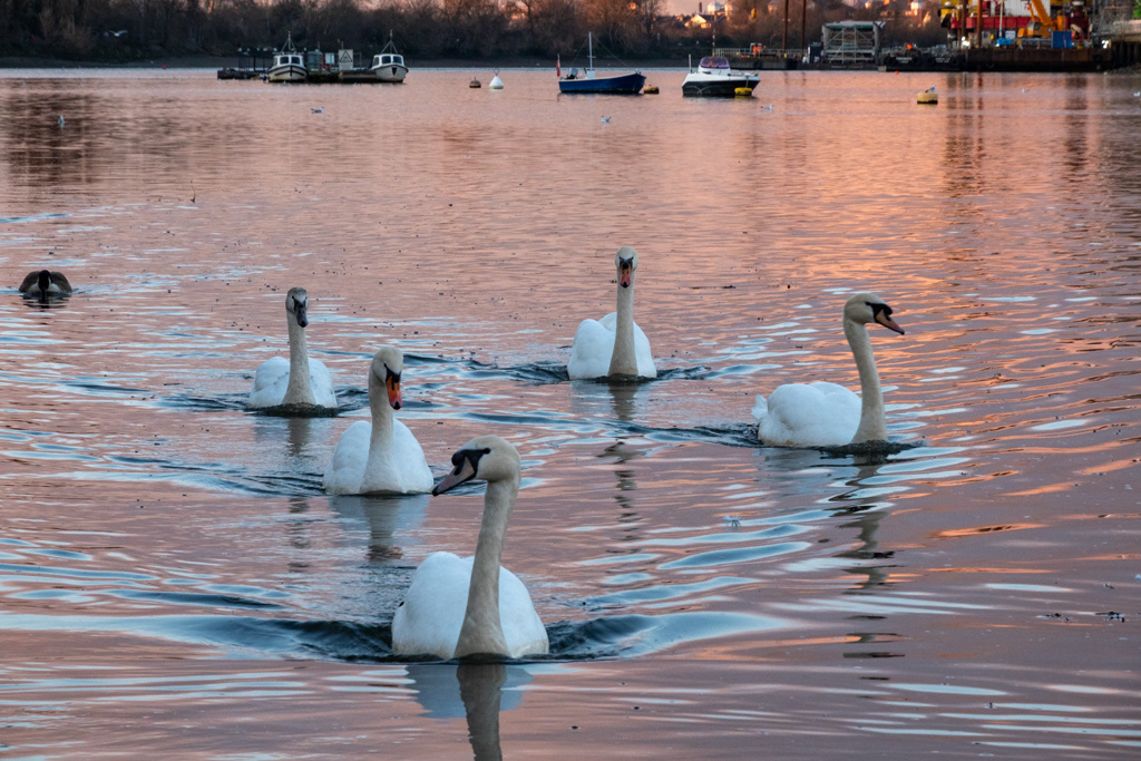 Putney Swans