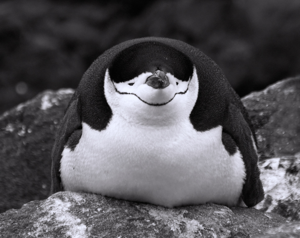 Chinstrap Penguin