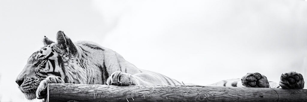 White Tiger