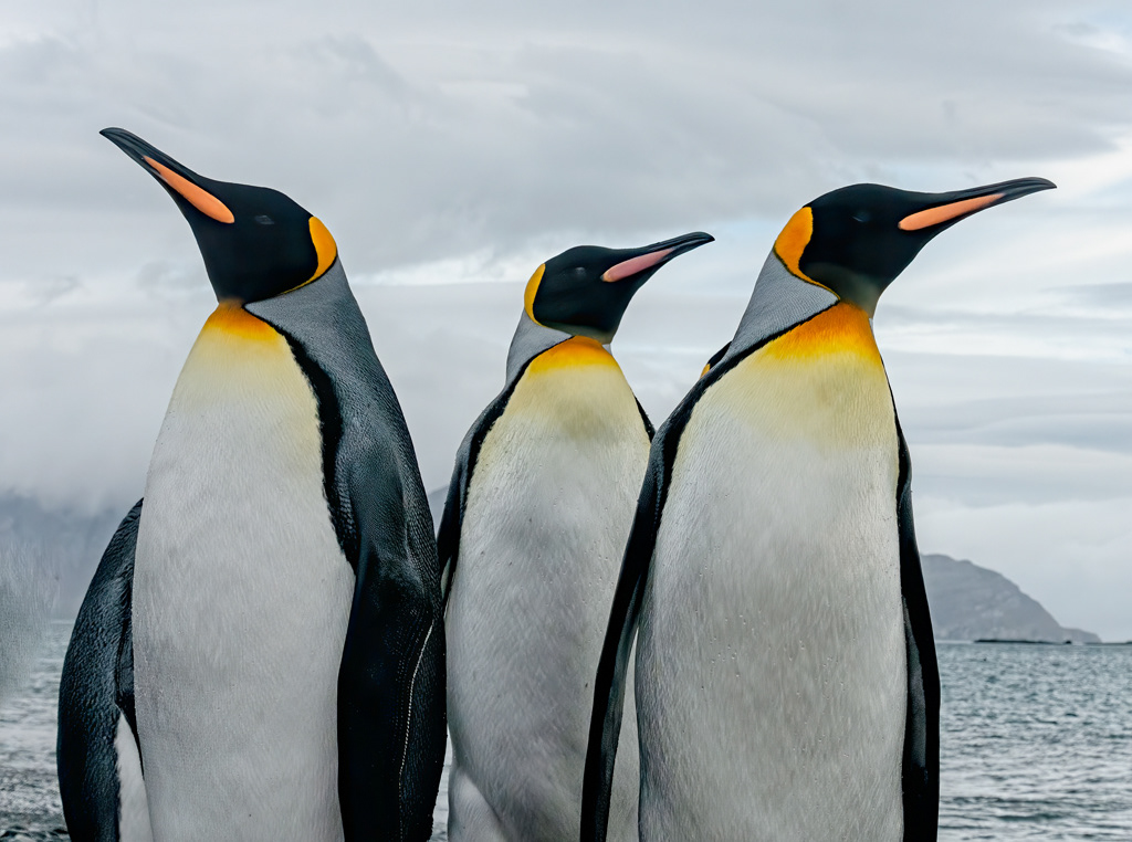 King Penguins