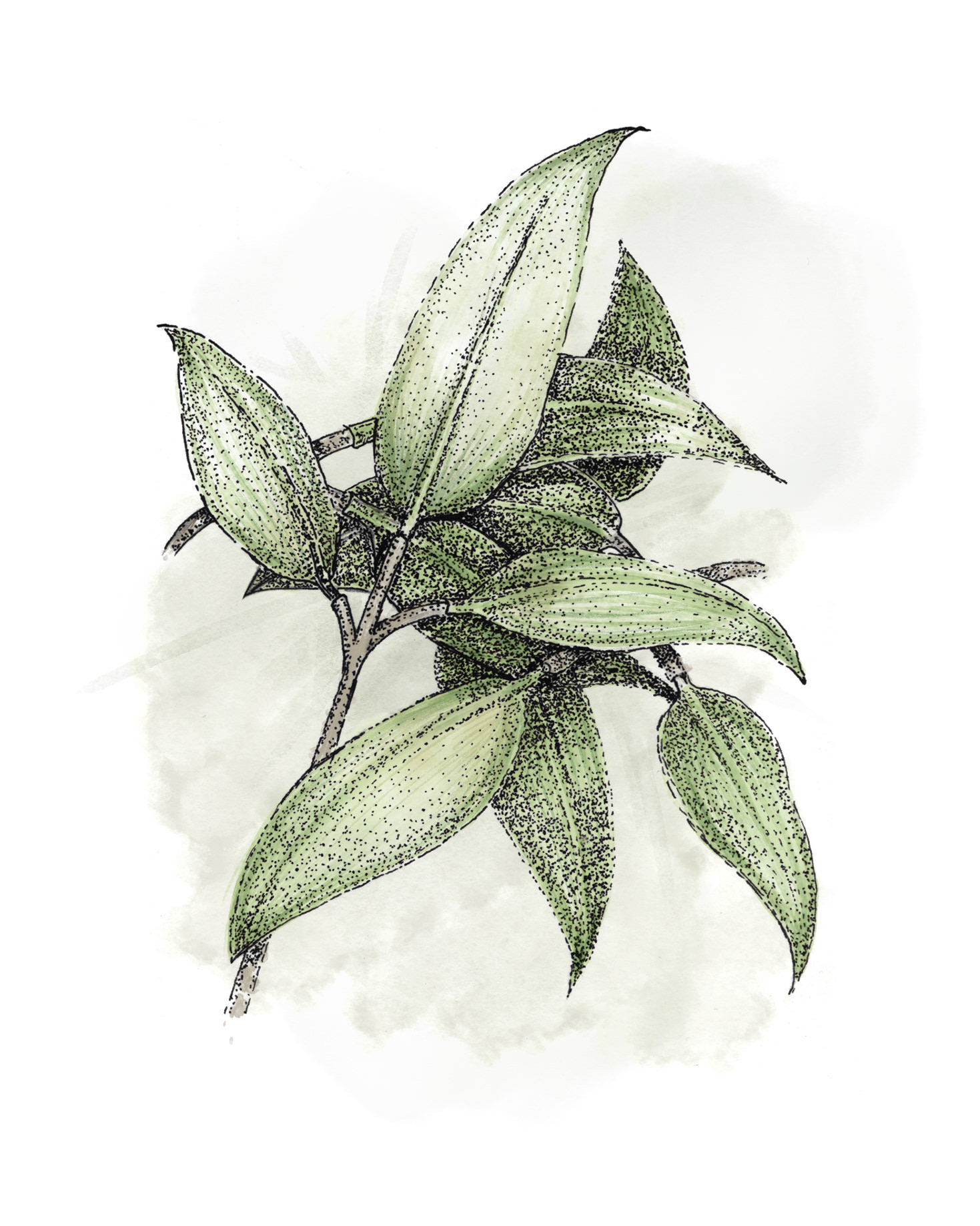 leaves stipple