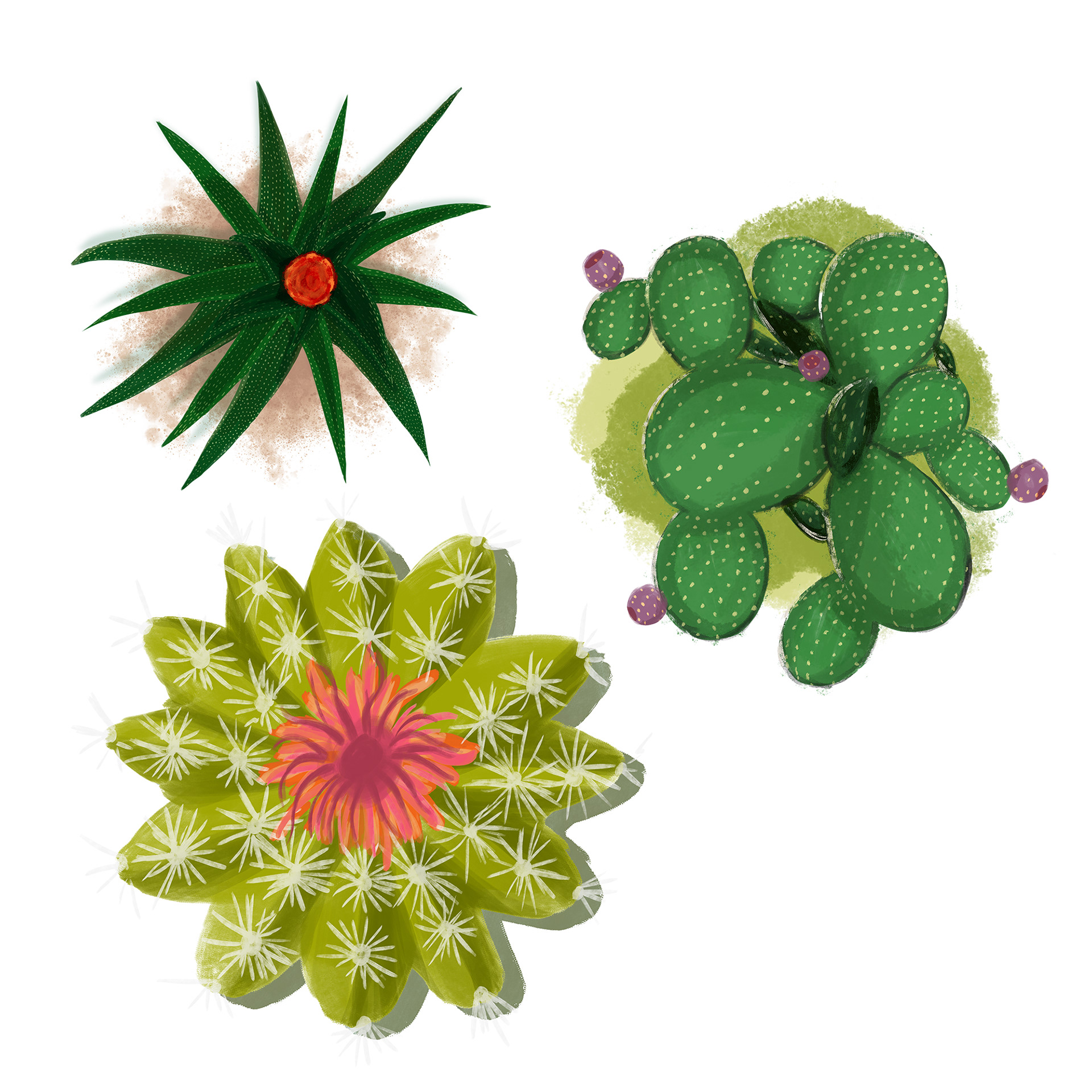 Cacti Fresco illustration