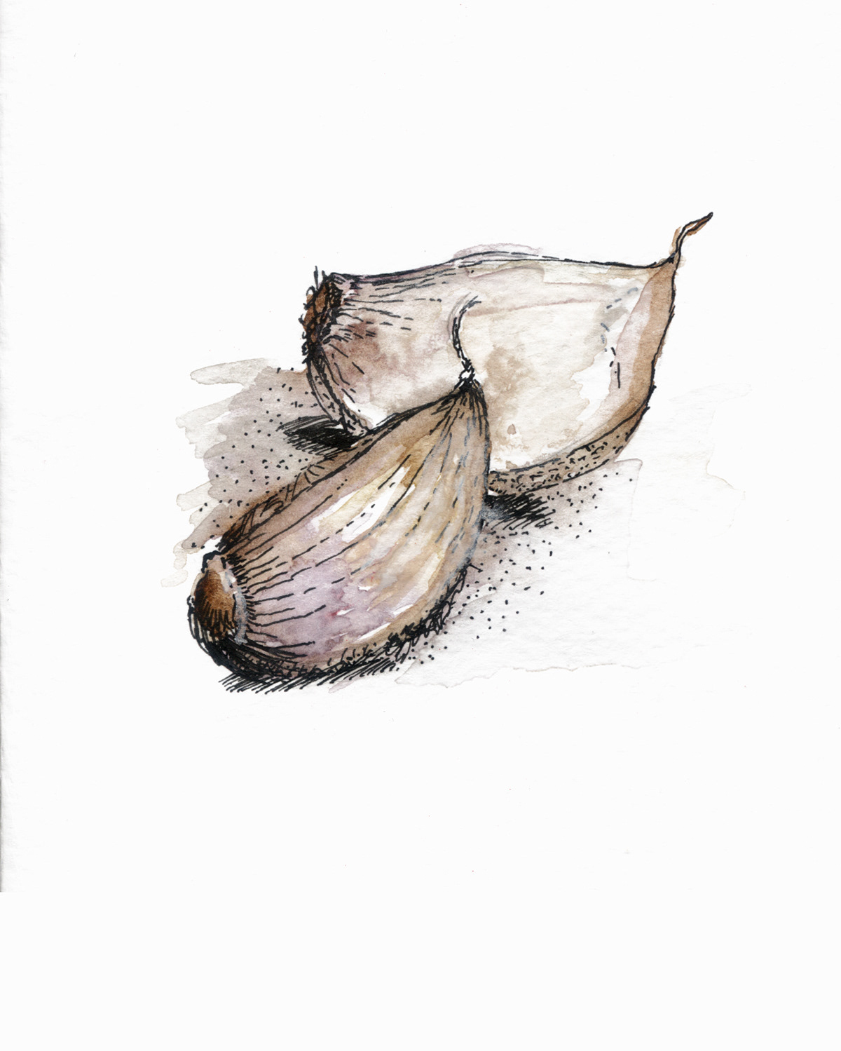 Garlic watercolor