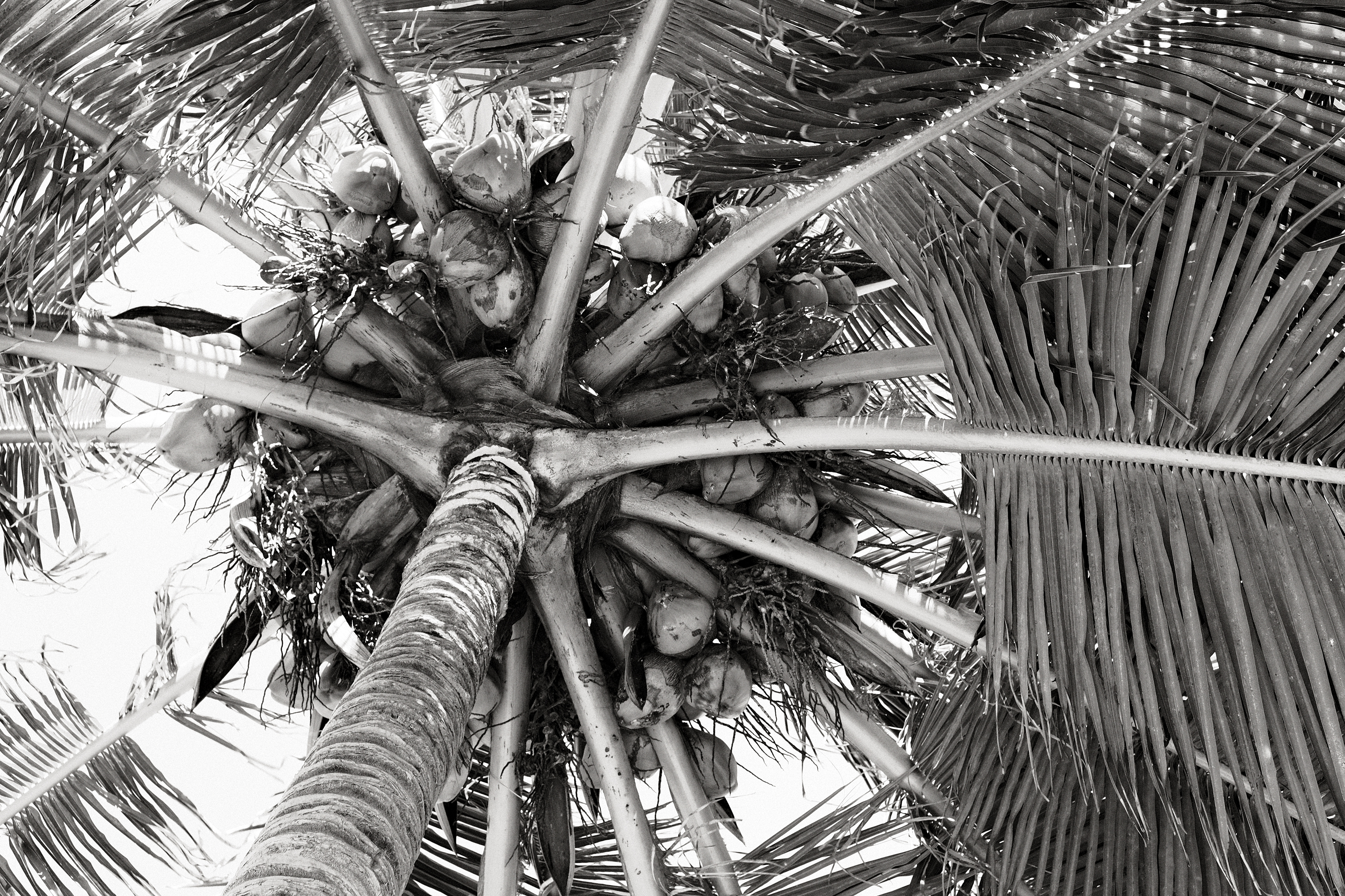 Coconut tree.
