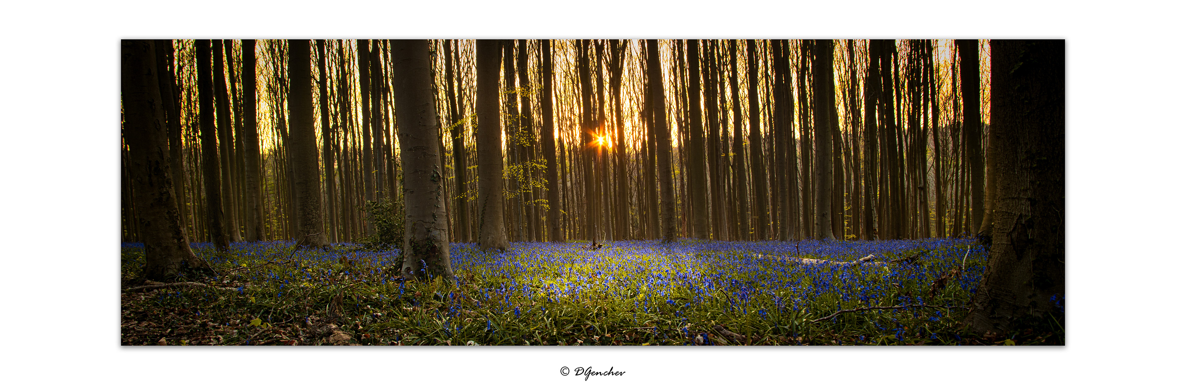 Hallerbos 2021