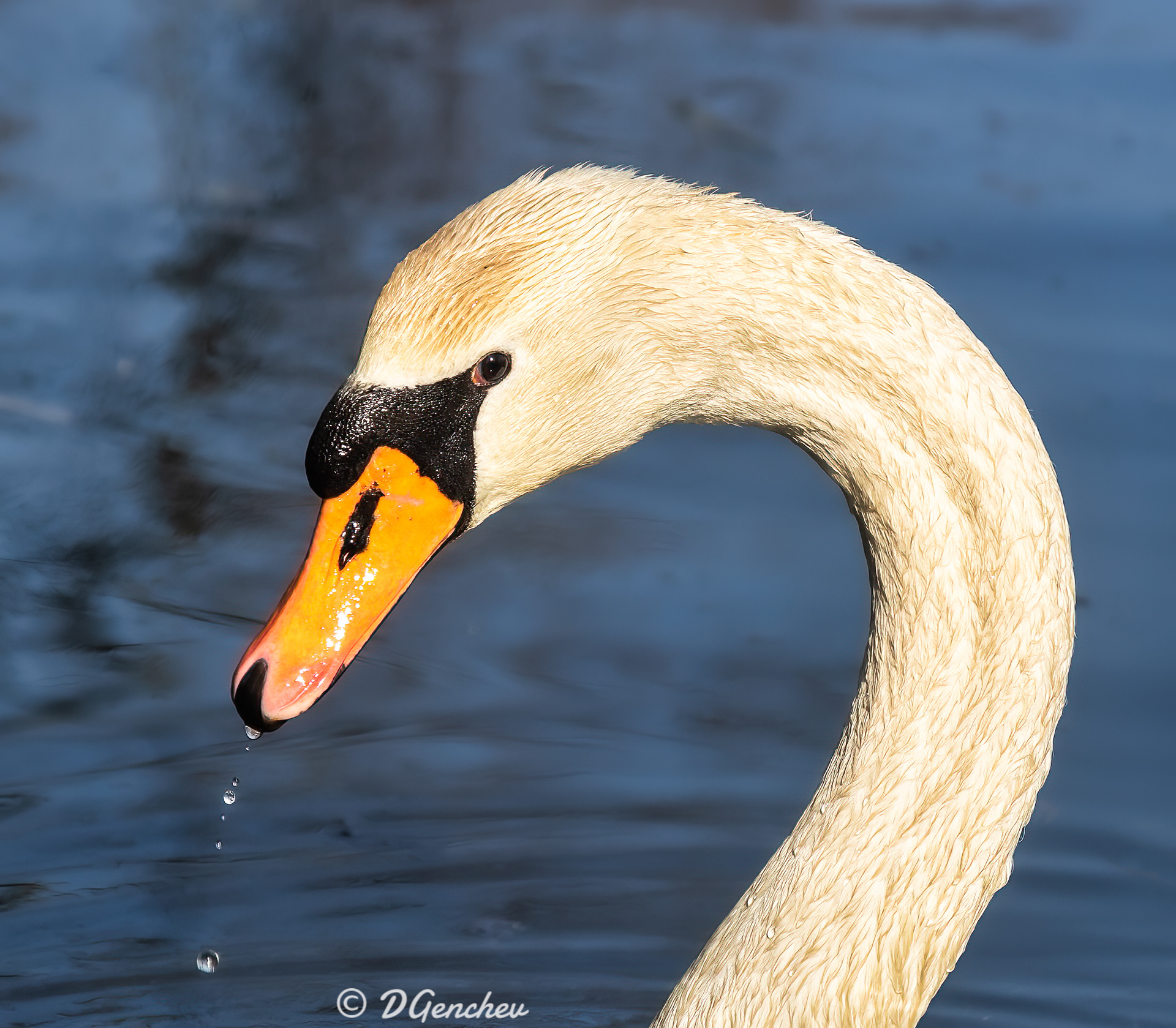 Swan