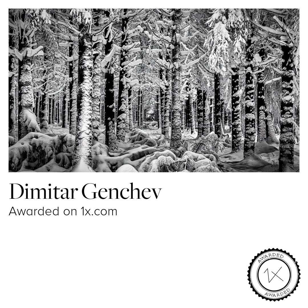 Winter forest; Awarded in 1x.com
