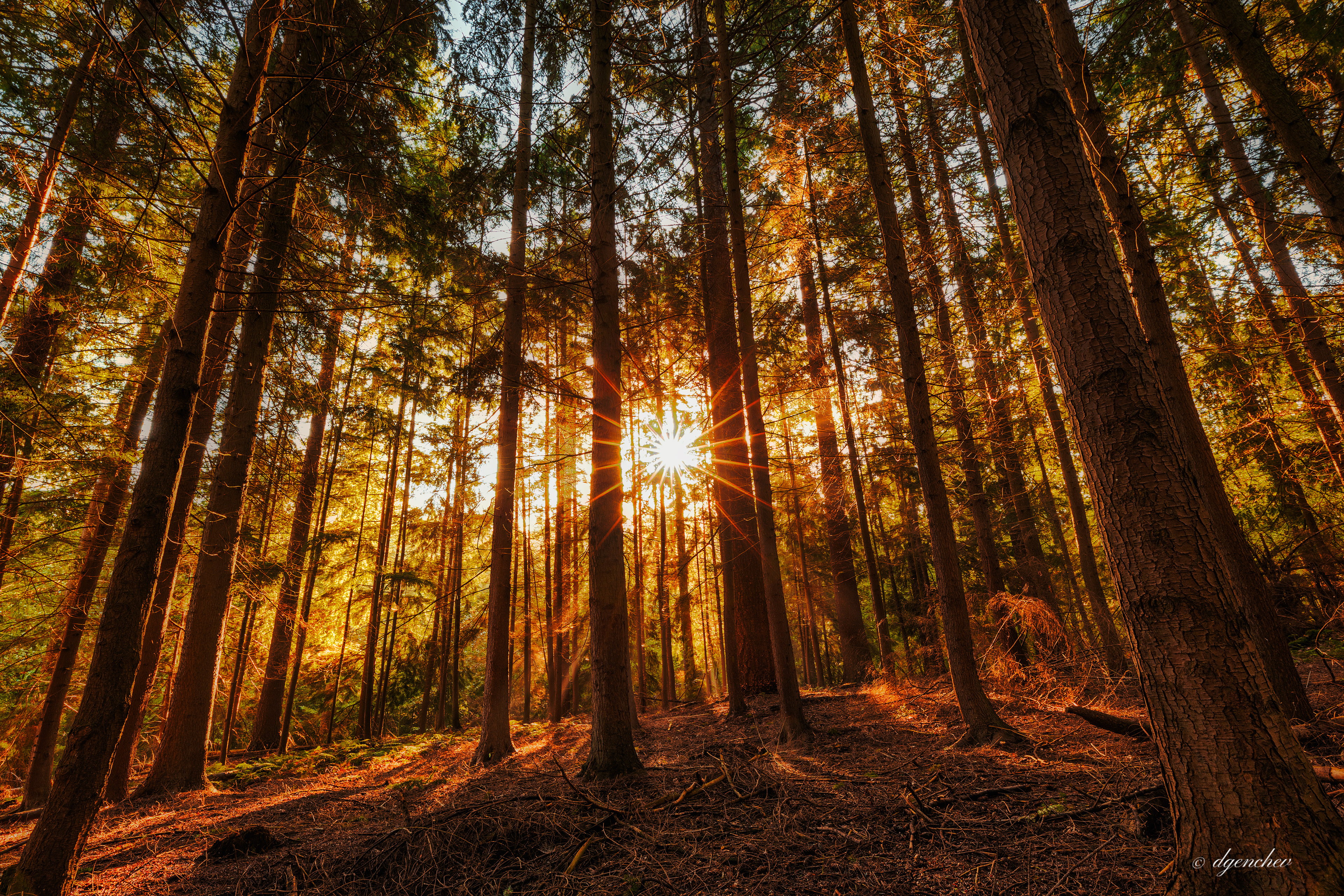 Hallerbos
