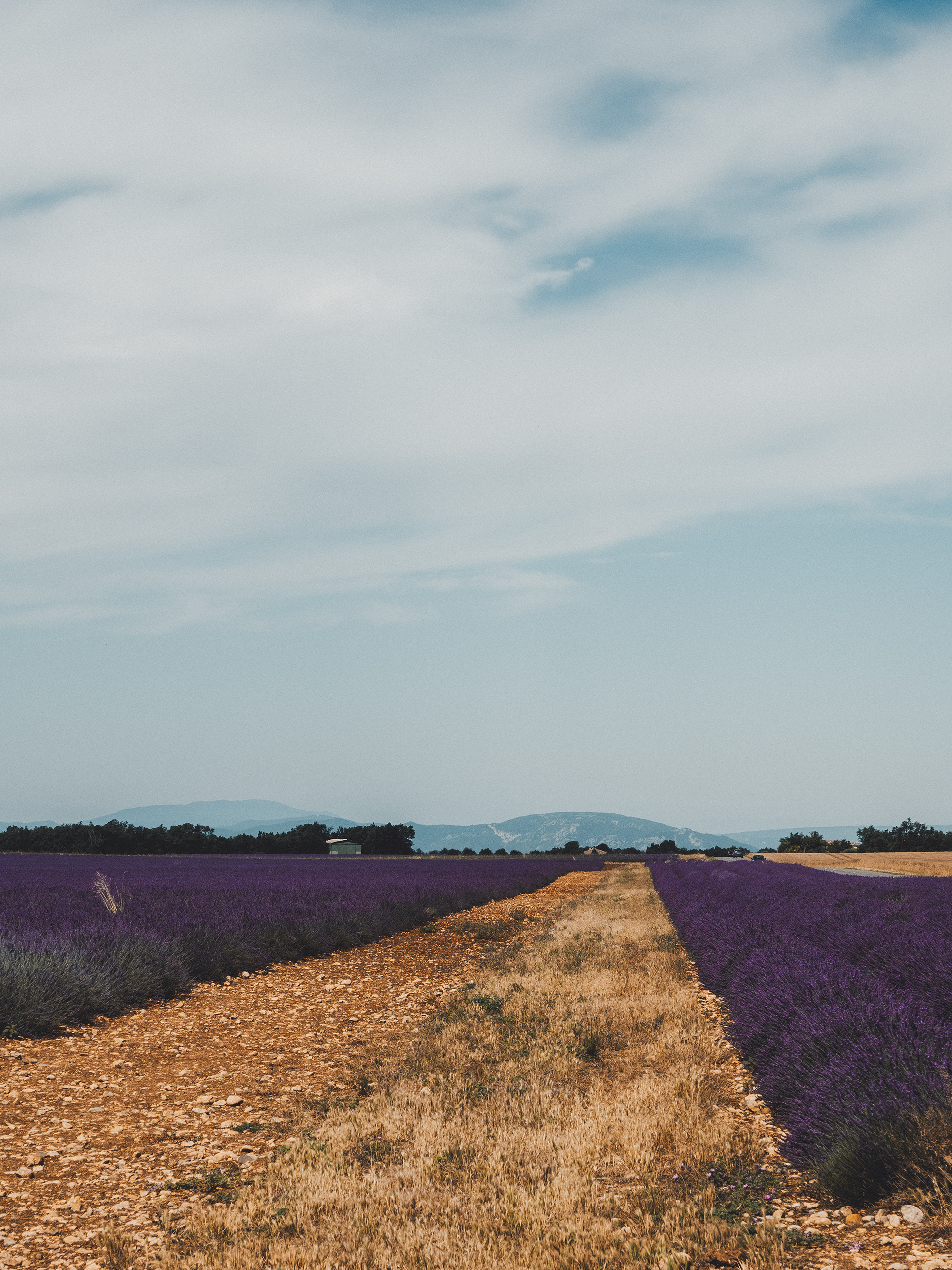 Plateau de Valensole