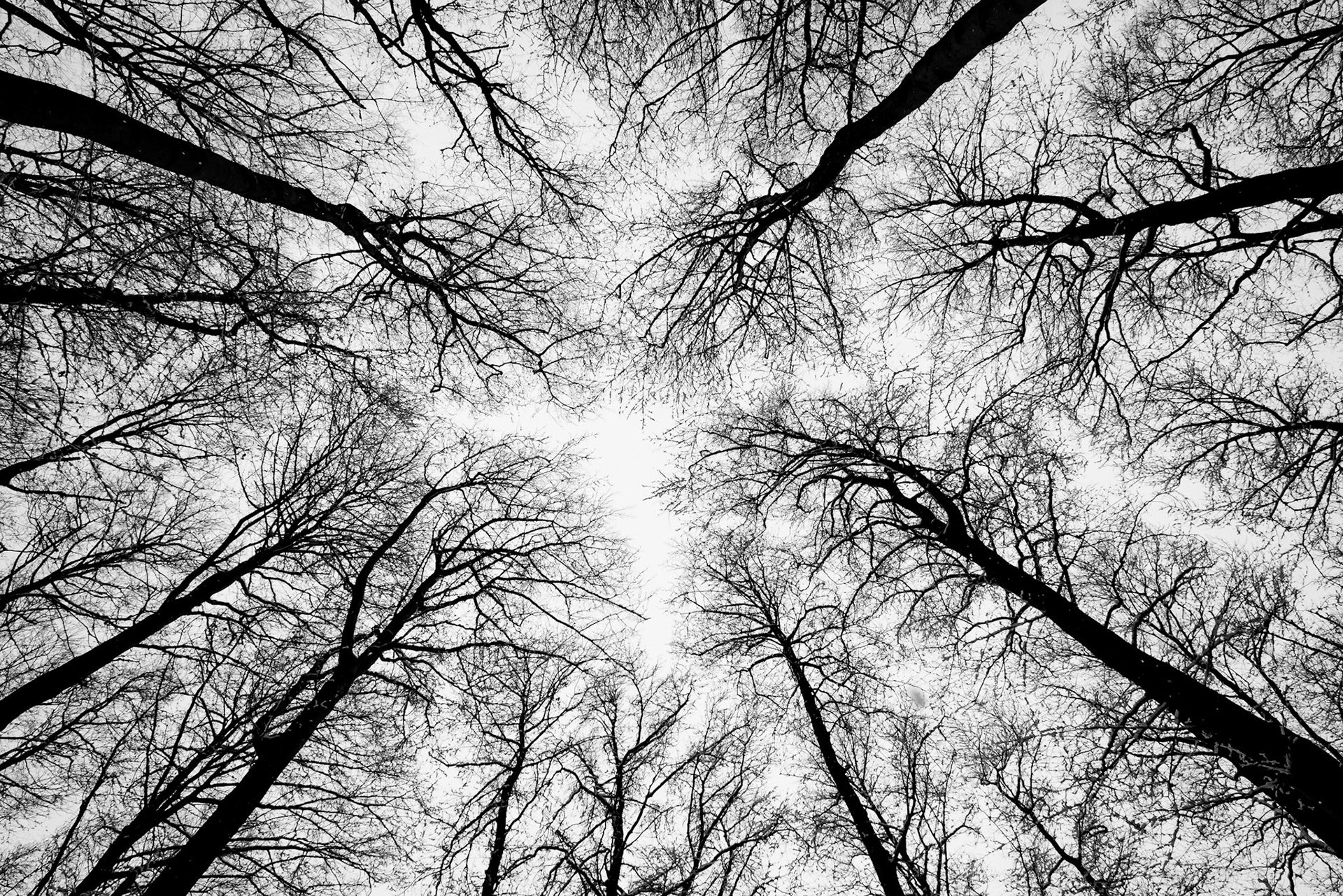 Baumwipfel im Winter