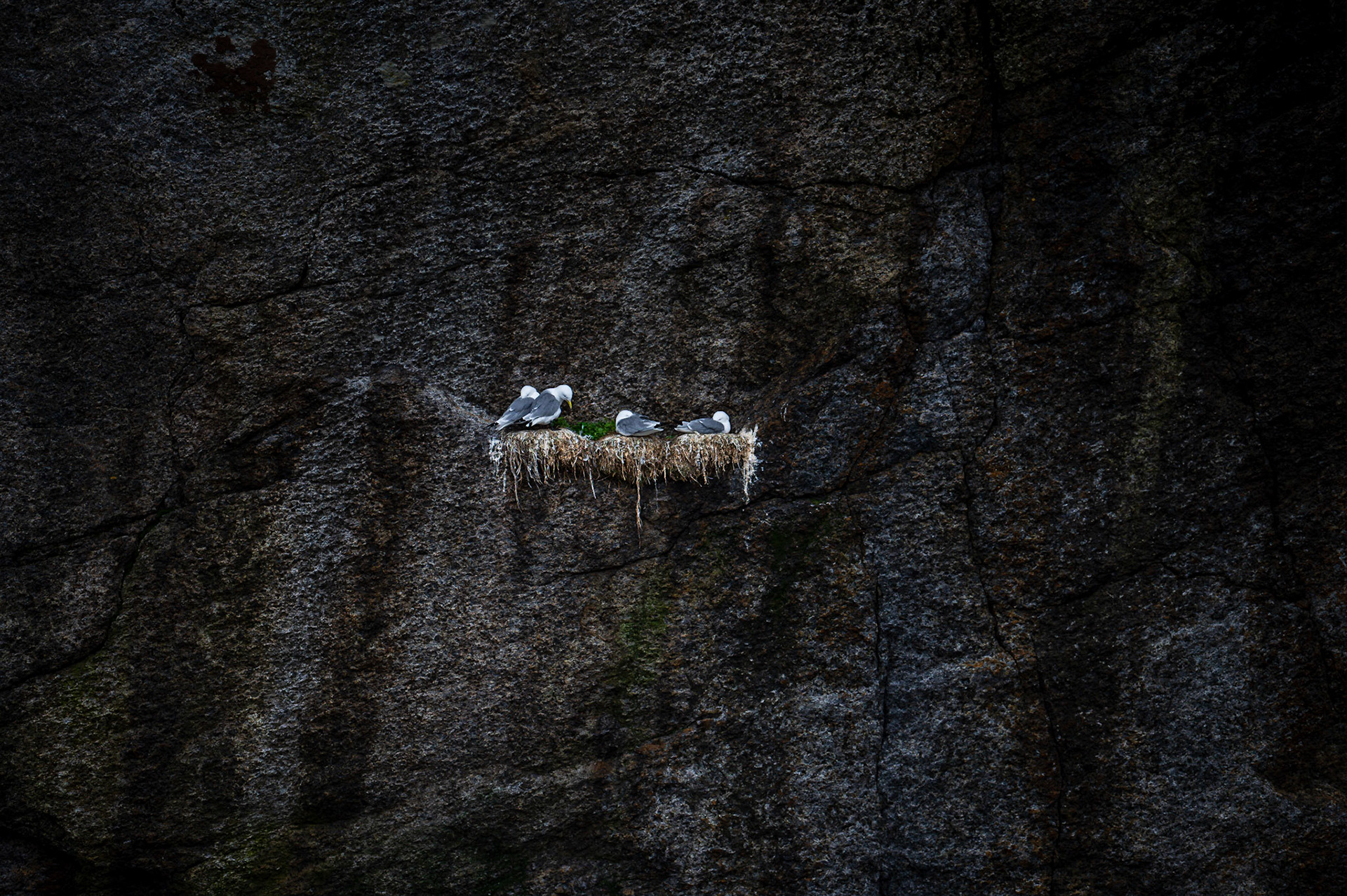 Nest in Norwegen