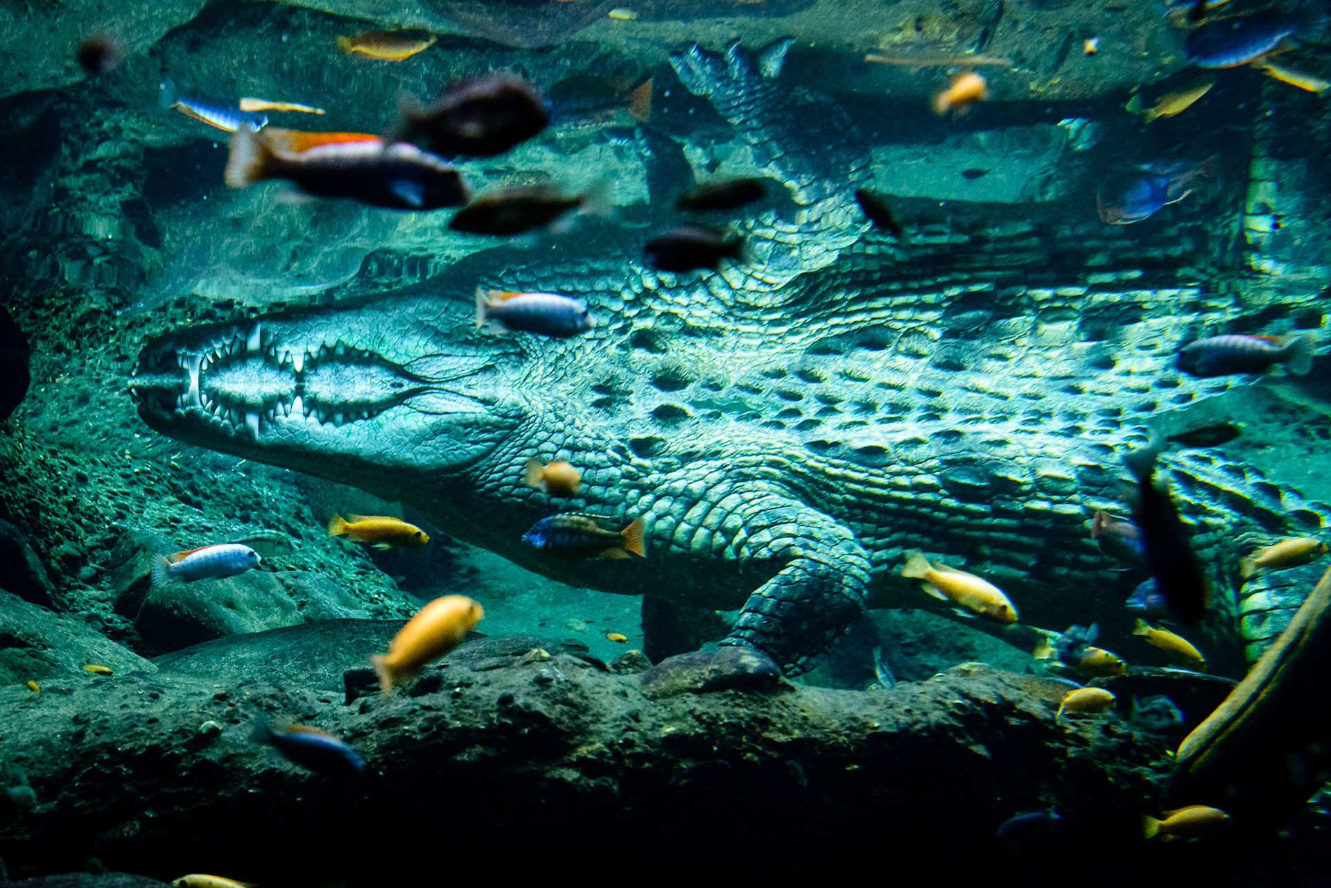 SpiegelAlligator