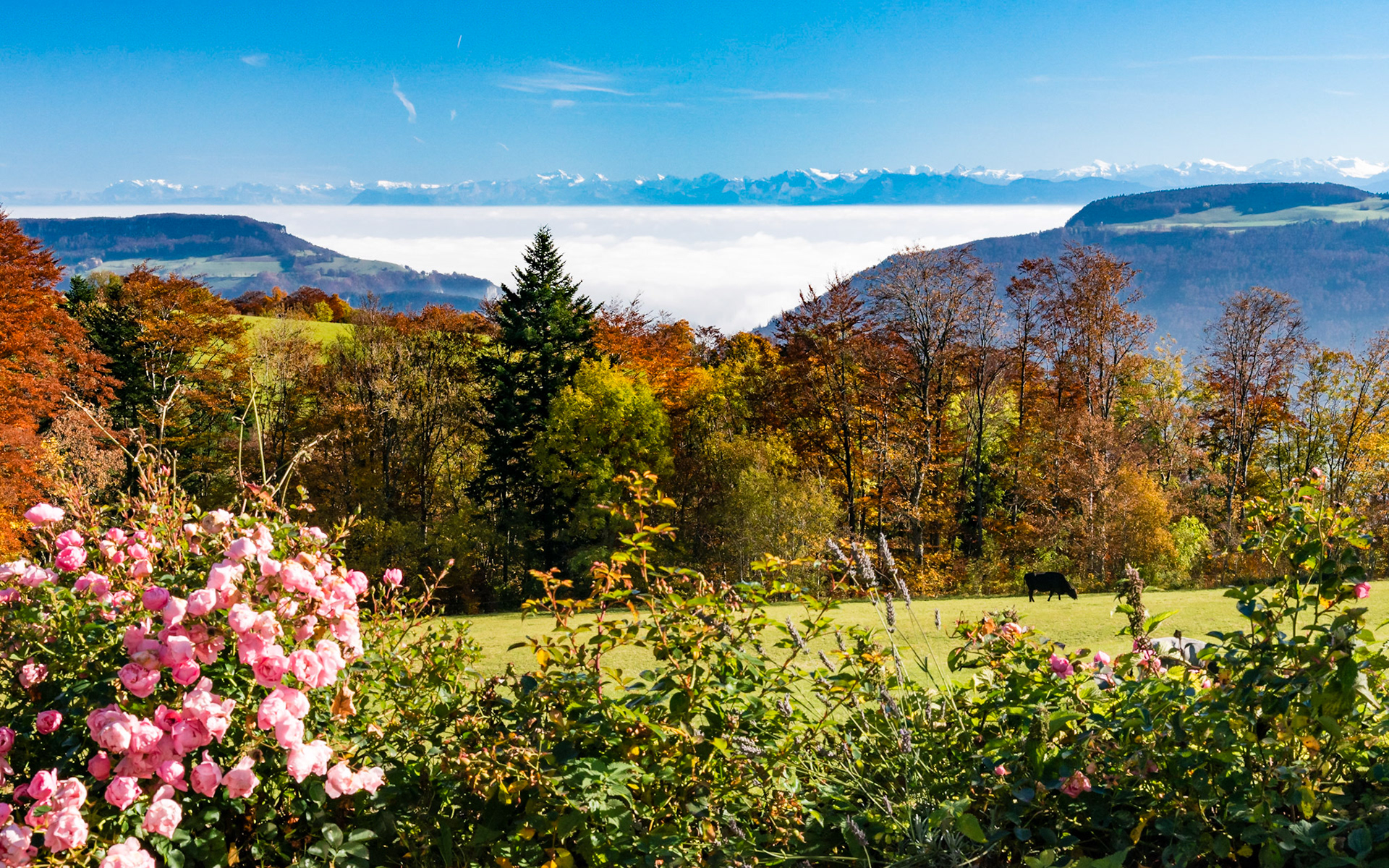 Alpenblick